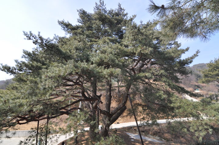 예천 수한리 소나무