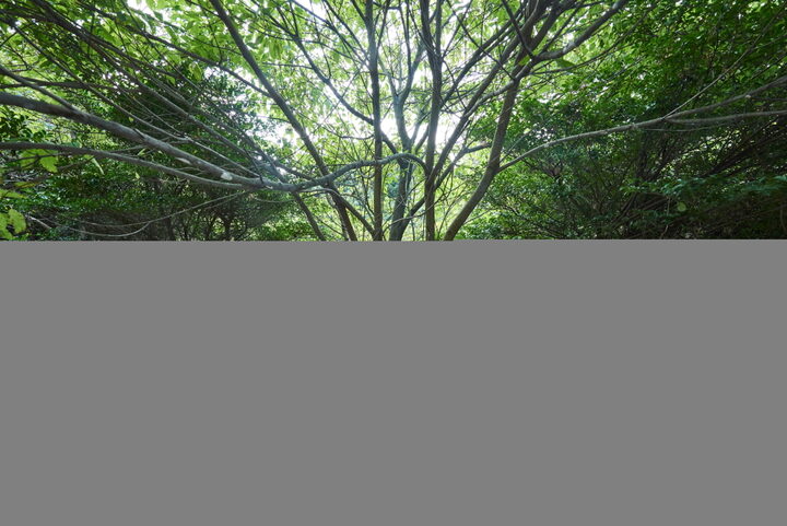 선흘리백서향및변산일엽군락