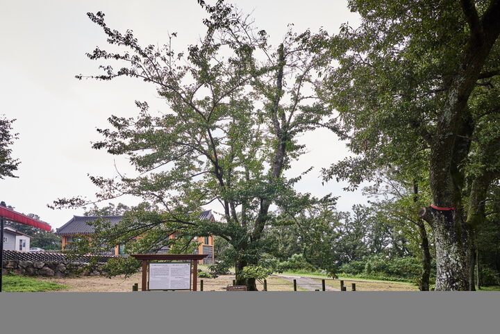관음사의왕벚나무자생지