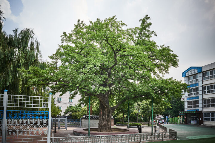 계산동 은행나무