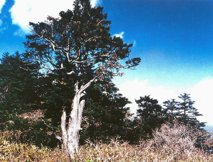 구천동주목군총