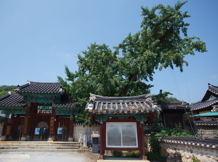 익산향교의은행나무_정면 (촬영년도 : 2015년)