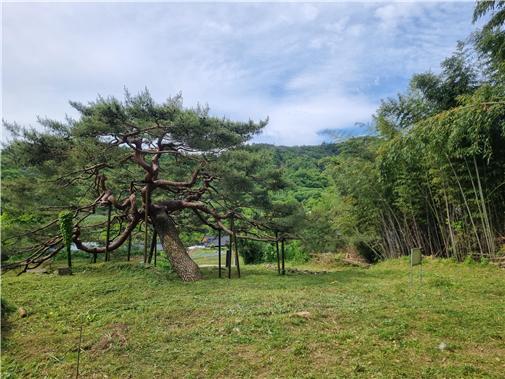 함양 도천리 소나무(함양군)