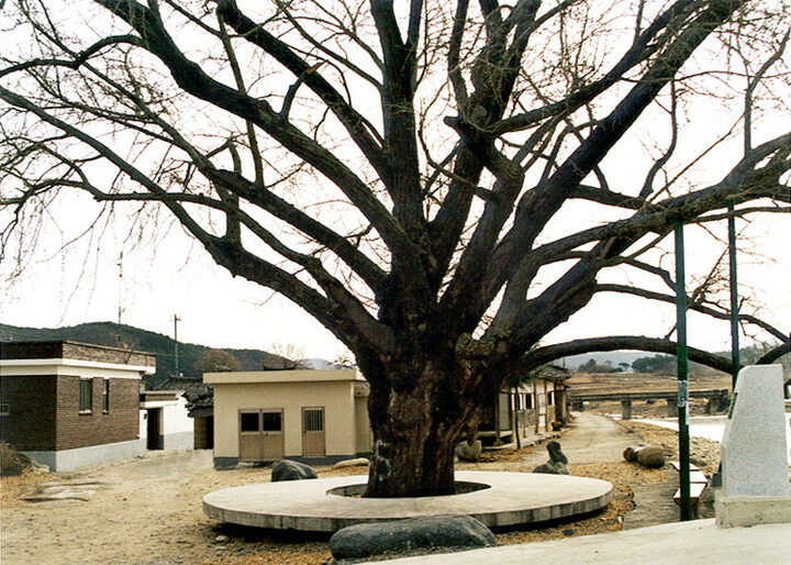 산청 평지리 은행나무