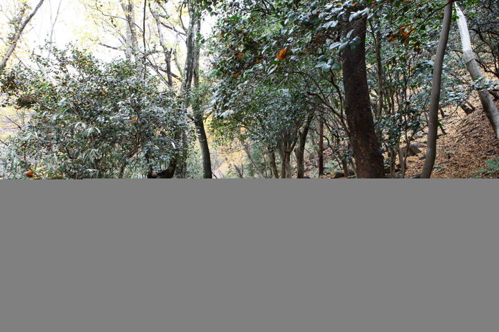 지리산 화엄사 일원_등산로 (촬영년도 : 2015년)