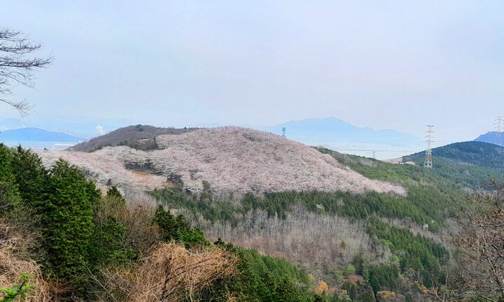 영취산 골명재 벚나무 군락