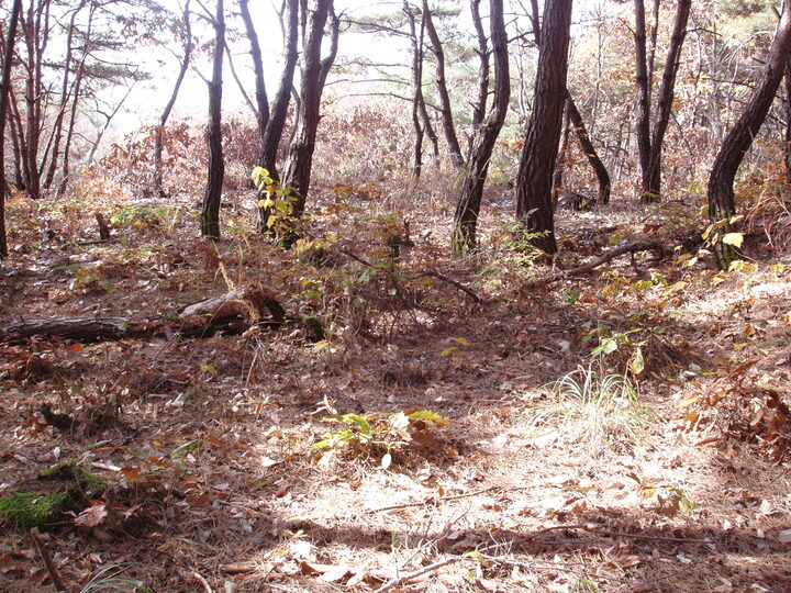 사지전경