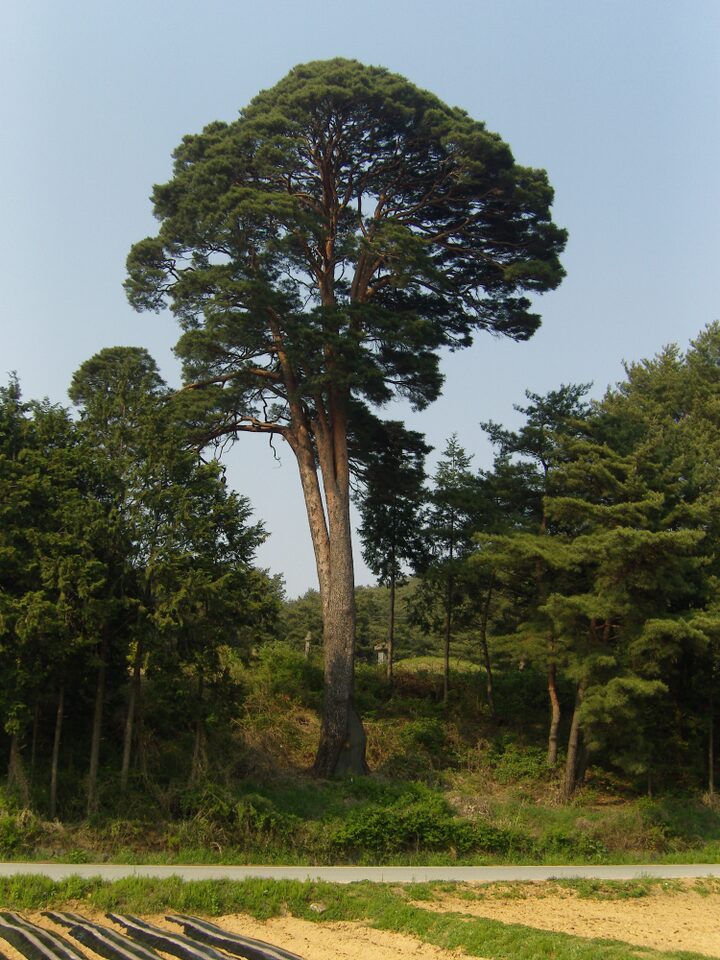 몽한각 앞 담양 매산리소나무(지기240)