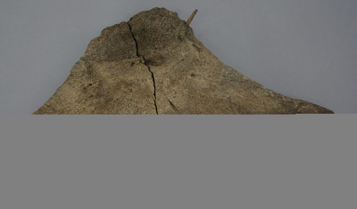 골촉박힌 고래뼈(울산박물관)
