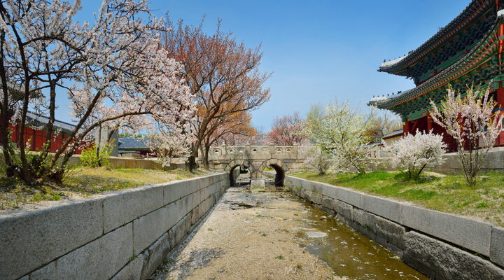 창경궁 옥천교_봄꽃 핀 모습